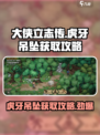 大侠立志传虎牙吊坠获取攻略介绍