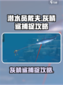 潜水员戴夫灰鲭鲨在哪介绍
