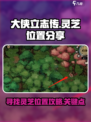《大侠立志传》🔥灵芝位置全揭秘！📌