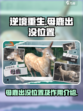 逆境重生母鹿出没位置介绍