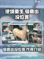逆境重生🔥母鹿出没位置及作用揭秘🎮