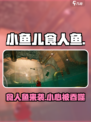 我是小鱼儿食人鱼怎么样介绍