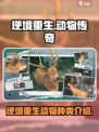 逆境重生动物有哪些介绍