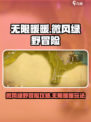 无限暖暖微风绿野小游戏攻略介绍