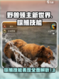 野兽领主新世界棕熊技能怎么样介绍
