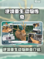 逆境重生动物有哪些介绍