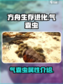 方舟终极移动版毛毛虫怎么样介绍