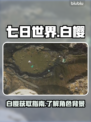 七日世界🔥白樱获取攻略💎新手必看！