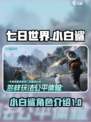 七日世界小白鲨怎么样介绍