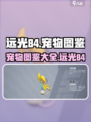 远光84宠物有哪些介绍