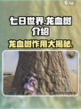 七日世界龙血树介绍介绍