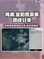 鸣潮金阳凤采集路线分享介绍