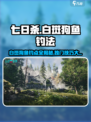 七日世界白斑狗鱼在哪钓介绍