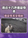 《燕云十六声逐寇奇术大揭秘！💥》