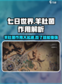 七日世界羊肚菌有什么用介绍