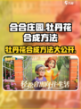 庄园合合乐🔥牡丹花超简单合成方法大公开！💐