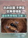小小蚁国子弹猛蚁组合怎么搭配介绍