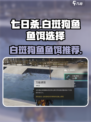 七日世界白斑狗鱼鱼饵选什么介绍