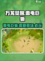 万龙觉醒🔥雷电巨蜥超详解⚡必看内容！