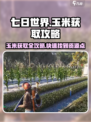 七日世界玉米在哪里介绍