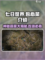 七日世界包心菜🔥生存游戏玩家必备植物大揭秘！