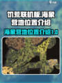 饥荒联机版🔥海象营地位置大揭秘！💎