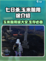 七日世界玉米酿有什么用介绍
