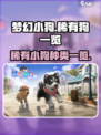 梦幻小狗游戏中稀有狗有哪些介绍
