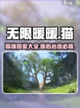 无限暖暖的猫有哪些介绍