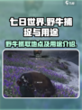 七日世界野牛哪里抓介绍