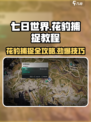 七日世界豹子怎么抓介绍