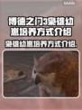 博德之门3🔥枭雄幼崽招募培养全攻略✨