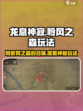 龙息神寂聆风之森怎么玩介绍