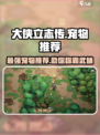 大侠立志传🔥最强宠物推荐，助你称霸江湖！
