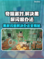 奇喵派对黑屏闪退？❌解决办法来了！💥