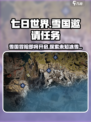 七日世界前往雪国的邀请任务在哪接介绍