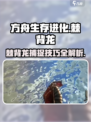 方舟生存进化手游🔥棘背龙捕捉攻略🎉