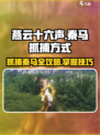燕云十六声秦马如何抓捕介绍