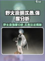 wildfire流明沈愚强度分析🔥游戏必备攻略！