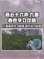 燕云十六声⚡九重春色学习秘籍，快速上手攻略！🔥
