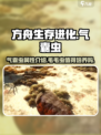 方舟终极移动版毛毛虫怎么样介绍