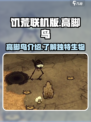 饥荒联机版高脚鸟是什么介绍