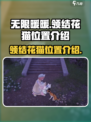 无限暖暖领结花猫在哪介绍