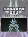 龙息神寂T0核心英雄是谁介绍