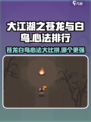 大江湖之苍龙与白鸟心法大比拼，哪个更强🔥