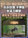 小小蚁国子弹猛蚁好用嘛介绍