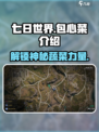 七日世界包心菜是什么介绍