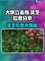 大侠立志传灵芝在哪介绍