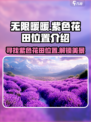 无限暖暖紫色花田在哪介绍