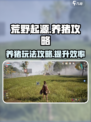 荒野起源养猪怎么养介绍